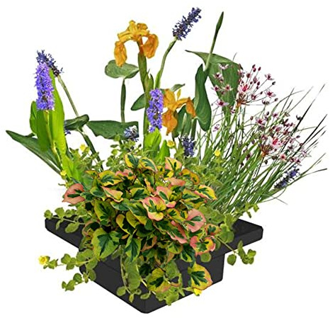 vdvelde.com - Pflanzinsel Teich schwimmend 25x25 cm, Teichpflanzen Set | Natürlicher Wasserfilter für Gartenteich, mit Korb, Substrat und Dünger, Wuchshöhe bis 80 cm, winterhart