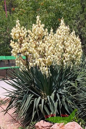 Palmlilie, Yucca, Adamsnadel, Solitärstaude im Topf