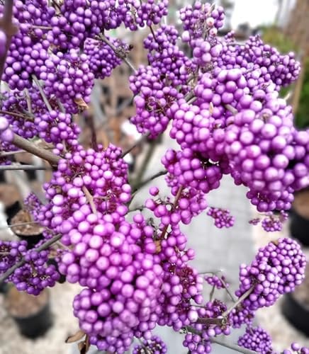 Liebesperlenstrauch/Schönfrucht Callicarpa bodinieri 'Profusion' 60-80 cm