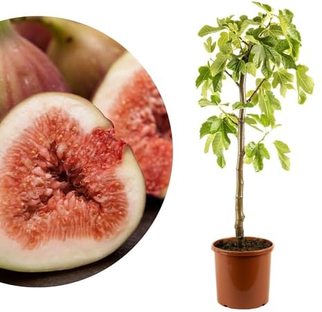 Meine Orangerie - Winterharter Feigenbaum - Echte Feige - Ficus Carica - Bornholmfeige - winterharte Feige in Gärtnerqualität - Fig tree - Feigenbaum selbstbefruchtend