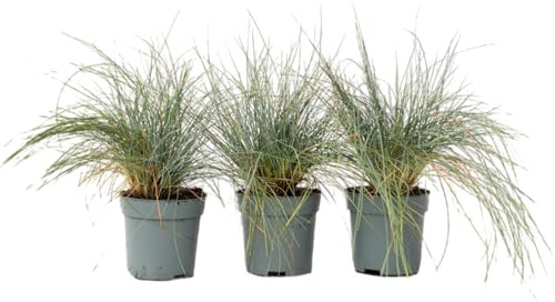 Plant in a Box - Festuca 'Elijah Blue' - 3er Set - Ziergräser Winterhart Mehrjährig Hoch - Topf 9cm - Höhe 10-15cm