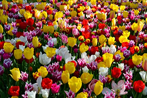 Seedeo® - Tulpen Pflückgarten Mix Farbenspiel 100 Zwiebeln mehrjährig - winterhart