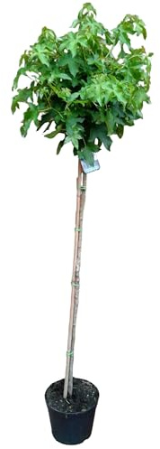 Amberbaum, Höhe: 170-180 cm, Liquidambar styraciflua Gumball + Dünger