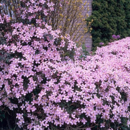 Bloomique - 2er-Set - Clematis Montana Rubens - Waldrebe - Hellrosa - Kletterpflanzen - Gartenpflanzen - Winterhart - Höhe 50-70 cm - Topf 15 cm