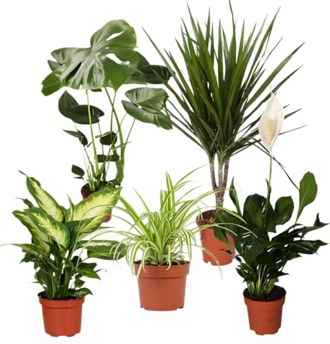 “Luftreiniger” Pflanzenset | 5er-Set | Monstera, Spathiphyllum, Dracaena, Dieffenbachia, Grünlilie | ca. 40-70 cm | Ø 12-15 cm Topf | Pflegeleichte Zimmerpflanzen für Wohnung und Büro