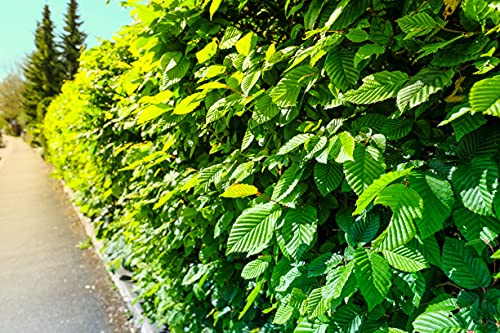 25st. Hainbuchen 80-120cm ohne Ballen gemessen Heckenpflanzen Carpinus betulus Hecke Weißbuche Gartenhecke Hainbuche Heckenpflanzen