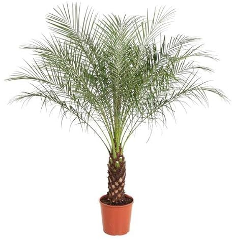 Zwerg-Dattelpalme – Phoenix Roebelenii – 170 cm hoch – Ø30 cm – Exotische Palme für Wohnzimmer & Büro – Pflegeleicht & dekorativ