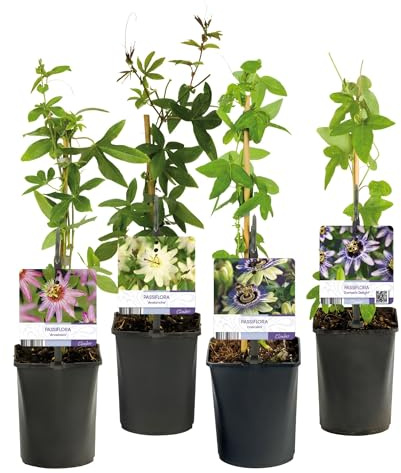 GreenboutiQ - Passionsblume - Passiflora Rainbow - Blume Rosa Weiß Lila Grün - Wenig Pflege - 4 Pflanzen - Topf 11cm Höhe 40cm