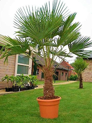 Seltene Palmen Kreuzung Trachycarpus Fortunei/Wagnerianus bis 150 cm. Frosthart bis - 18 Grad Celsius