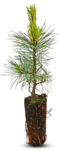 Frische, junge, lebende Zirbe (Pinus Cembra/Zirbelkiefer) - ca. 20-25cm hoch - Nadelholz - echte Pflanze zum Einsetzen
