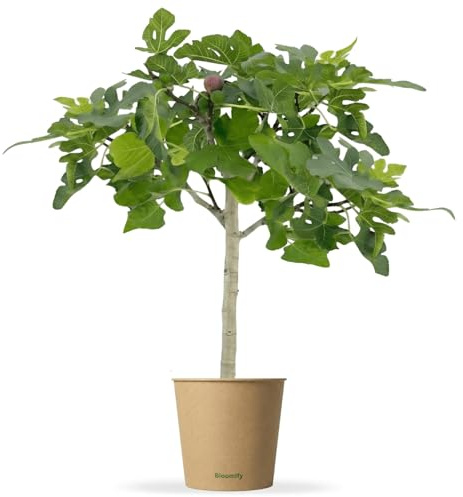 Bloomify® Balkon-Feigenbaum Flavio | 80 bis 100 cm großer winterharter Feigenbaum | ertragreiche und pflegeleichte Feige für Garten oder Topf | besonders süße, leckere Früchte | selbstbefruchtend