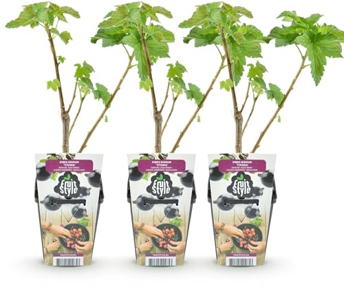 GreenboutiQ - Obstpflanzen - Schwarze Johannisbeere - Ribes nigrum Titania - Winterhart - 3 Pflanzen - Topf 9 cm - Schwarze Johannisbeere