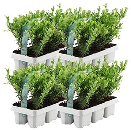 Plants by Frank Ilex Crenata Jenny, 24x Stechpalme Pflanze, Ø 7 cm | Stechpalme Buchsbaum Ersatz, Heckenpflanzen Winterhart, kompakte Wuchsform, niedrige Hecken, Durchmesser 7 cm, Höhe: 15 cm
