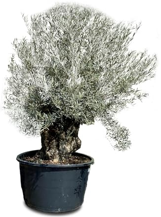 Tropictrees Bonsai Olivenbaum Winterhart für Draußen, 250 cm Höhe Bonsai Baum, Echt 190 Jahre alter Olea Europaea im Topf mit 180-230 cm altem knorrigem Stammumfang