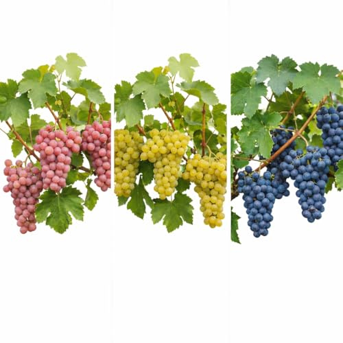 3er Set Weintrauben Pflanzen im Topf dekorative lebende Weinreben | Weinrebe Weinstock Tafeltrauben Garten Balkon Terrasse | essbar rankende Kletterpflanze | Pergola Spalier Hauswand oder Rankhilfe