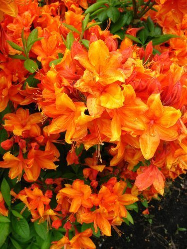 Rhododendron luteum 'Golden Eagle' 40–50 cm, 5 L – Winterhart, Mehrjährig – Garten-Azalee – Zierstrauch für Garten & Beet
