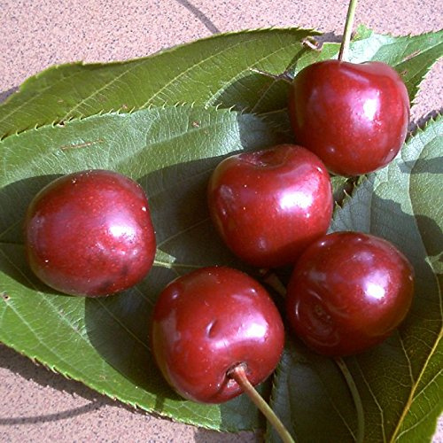Kirsche 'Große Schwarze Knorpelkirsche' 150 cm Prunus avium Obstbaum | Süßkirsche, aufrechter Wuchs, weiße Blüte im Frühling, sonniger bis halbschattiger Standort, aromatische dunkle Kirschen
