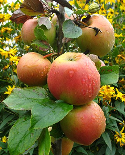 Apfelbaum 'Goldparmäne' 175 cm Malus domestica Obstbaum winterhart | Aromatische Tafeläpfel, Frühlingsblüte, sonnig bis halbschattig, gute Lagerfähigkeit, winterhart