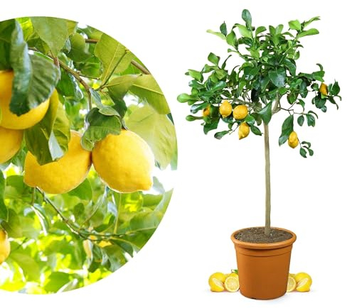 Meine Orangerie Zitronenbaum - echter Citrusbaum - veredelte Zitrone - Citrus Limon - Lemon Tree - Fruchtreife Zitronen Pflanze in Gärtnerqualität (Grande [L])