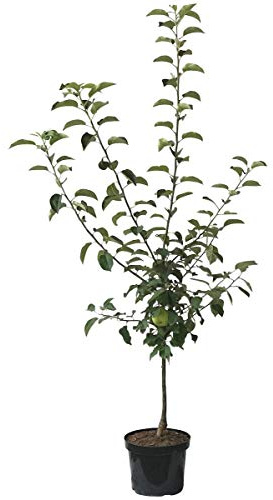 Cox Orange kleinbleibender Apfelbaum Obstbaum als Zwergbaum 110-140 cm 10 Liter Topf M26