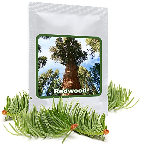 Magic of Nature - Mammutbaum 25 Samen Riesenmammutbaum (Sequoiadendron giganteum) Redwood, winterhart, langlebig, ideal als großer Gartenbaum