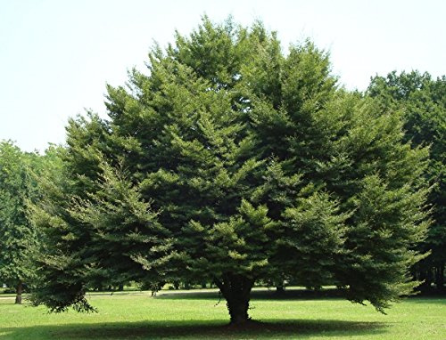 Müller Münchehof GmbH Baum des Jahres 1990 - Rotbuche im Container Größe 125 bis 150 cm