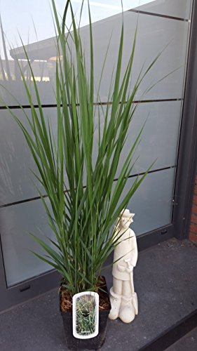 Riesen Rutenhirse Panicum virgatum Northwind im 5 Liter Pflanzcontainer