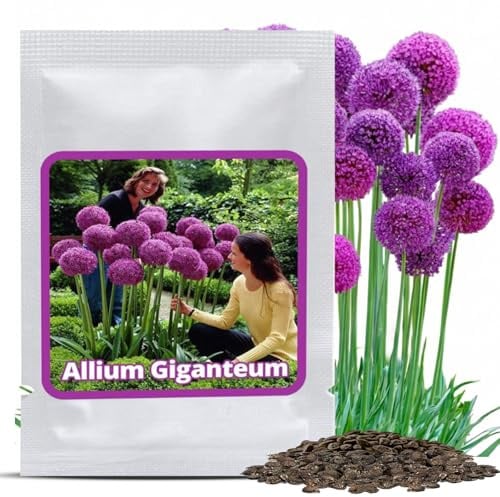 Magic of Nature Riesen Zierlauch Samen (30 Stk.) Allium giganteum, winterhart & mehrjährig - Violette Blüten bis 150cm für Deinen Garten