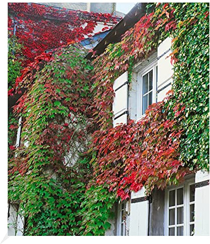 BALDUR Garten 1x Wilder Wein 'Veitchii', Pflanze im 9x9 cm-Topf, winterharte Kletterpflanze, Wasserbedarf gering, für Standort im Schatten geeignet, Parthenocissus tricuspidata Veitchii