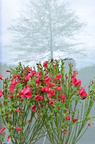 Ginster leuchtendrot Cytisus scoparius Boskoop Ruby 40-60 cm hoch im 3 Liter Pflanzcontainer