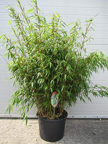 Fargesia rufa C5-5 Liter - Schirmbambus - Heckenbambus