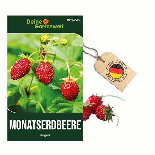 Monatserdbeeren Rügen Samen - Fragaria vesca - Erdbeersamen - Obstsamen - Saatgut für 100 Pflanzen