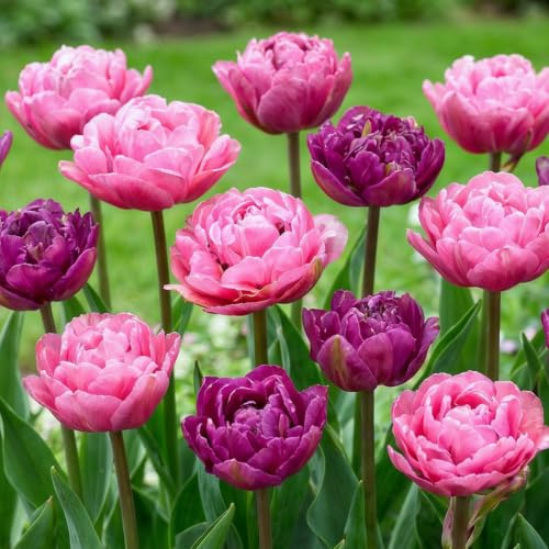 Tulpenzwiebeln Winterhart Mehrjährig - Purple Explosion - 20 Blumenzwiebeln | Echte Pflanzen aus Holland, Tulpen Zwiebeln für Garten, Töpfe und Balkon (große Knollen, kein Samen, nicht künstlich)