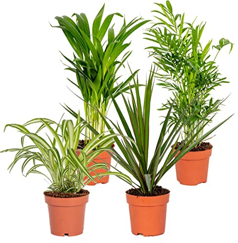 Bloomique - 4er-Mix - Luftreinigende Pflanzen - Dracaena - Dypsis - Chamaedorea - Chlorophytum - Zimmerpflanzen - Höhe 20-40 cm - Topf 12 cm