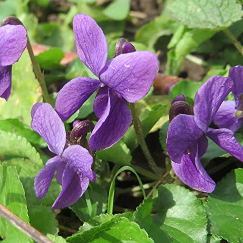 6x Duft-Veilchen - Viola odorata - Topf 9x9cm - Duftende Staude