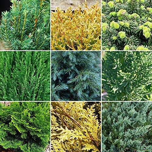 6 x Immergrüner Nadelbaum Pflanzenmix - Winterharte Gartensträucher | 9cm Töpfe