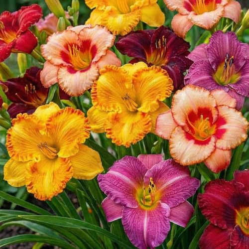 Taglilien Zwiebeln - 5 Wurzeln - Blumenzwiebeln Mehrjährig Winterhart - Mix von 5 Hemerocallis Sorten - große Winterharte Stauden aus Holland (kein Samen, Zwiebeln und nicht künstlich)