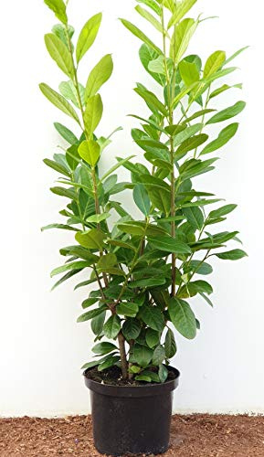 Kirschlorbeer 'Novita' 80-100 cm Prunus laurocerasus immergrün winterhart | immergrün, dicht und aufrecht wachsend, weiße duftende Blüten Mai bis Juni, sonnig bis halbschattig, Sichtschutzhecke