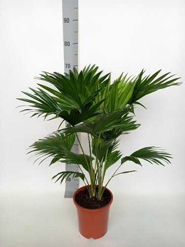 Livistona Rotundifolia - Fächerpalme - 60-70cm - Ø17cm - Zimmerpflanze - Immergrün