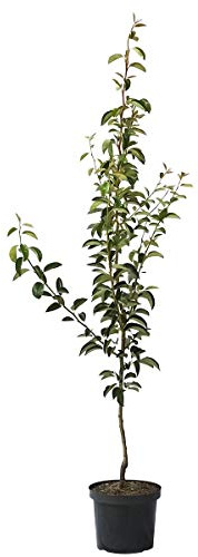Birnenbaum Abate Fetel Birne - Herbstbirne Birnbaum Buschbaum 110-140 cm 10 Liter