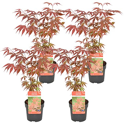 Bloomique - 4er-Set - Acer Atropurpureum - Japanischer Ahorn - Winterharte Pflanzen - Gartenpflanzen Winterhart - Höhe 20-30 cm - Topf 10,5 cm