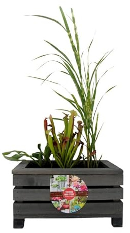 UNUS Miniatur Teichbecken, Miniteich in Holzkiste mit separatem Plastikeinsatz, für Balkon oder Garten, 44 x 31 x24 cm, pflegeleicht