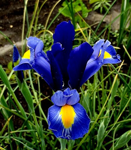 Iriszwiebeln : Iris hollandica Holländische Iris " Blue Magic " 5 Blumenzwiebeln