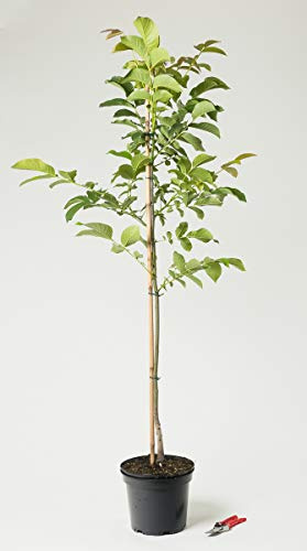 Walnußbaum - Juglans regia 100-125 cm hoch - Garten von Ehren