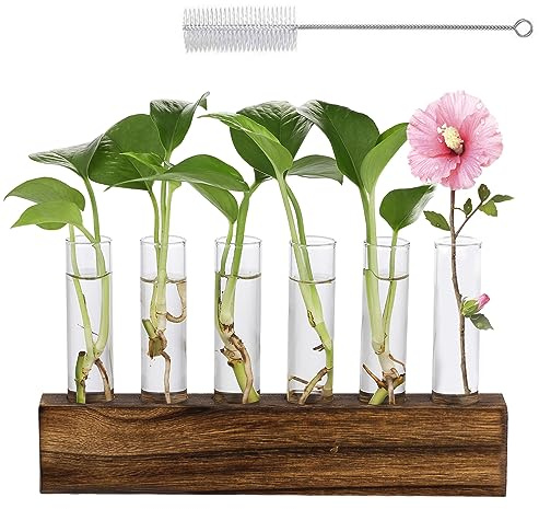 6 Rohr Hydroponische Glasvase, Reagenzglas Vase Glas Hydroponik Glasvase mit Holz Halter und Reinigungsbürste Reagenzglas Blumenvase for Plant Propagation, Zuhause oder Büro Garten Dekoration