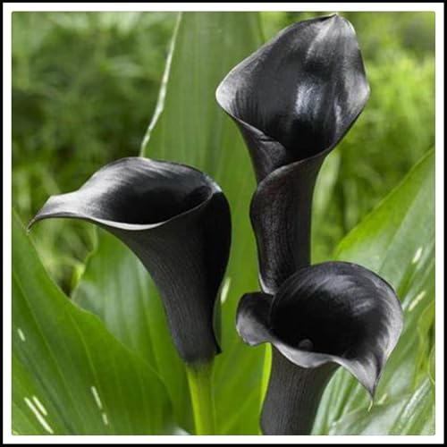 Lebende Pflanzen,Mysteriöse magische Glühbirne, Mehrjährige Blumenzwiebel ist winterhart, Winterhart pflanzen, Blumenzwiebel Mix-2 Calla Lilien zwiebeln