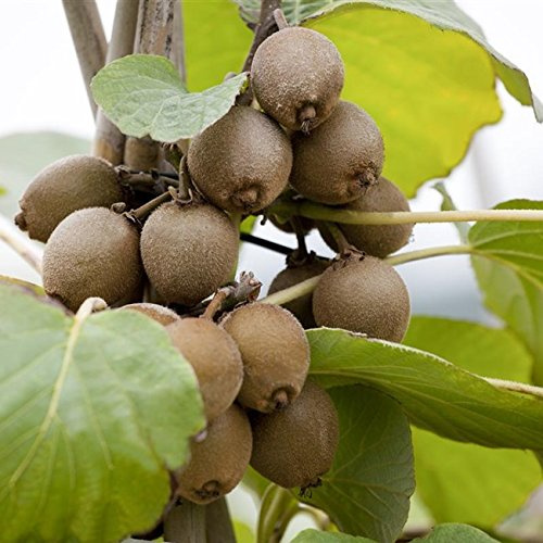 Kiwi Pflanze Sorte Jenny selbstbefruchtend und winterhart, kräftige Pflanzen im Topf gewachsen ca. 60-100cm