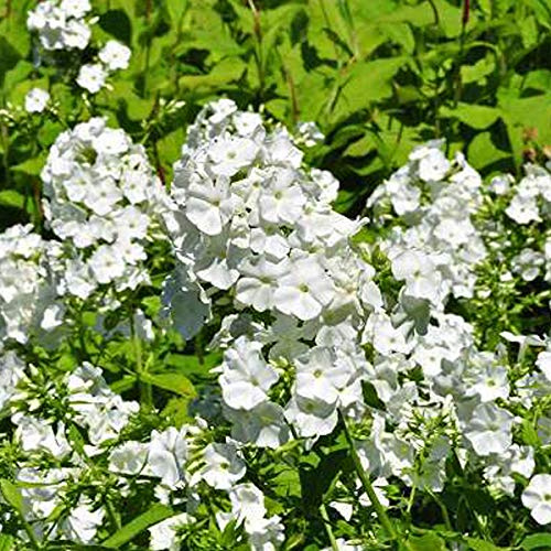 6 x Hohe Flammenblume 'White Admiral' - Phlox Paniculata 'White Admiral' Topf 9x9cm: Weiße Blüten mit dunklem Auge