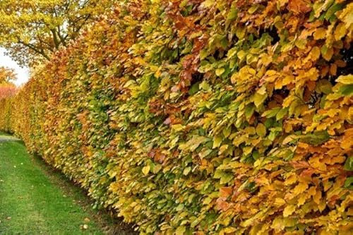 Rotbuchen 10st. 80-120cm Heckenpflanze Rotbuche Fagus sylvatica Gartenhecke Wurzelware Baum Wald Anpflanzungen