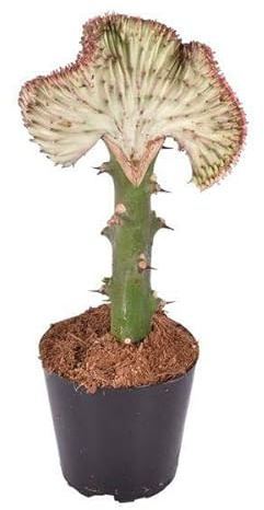 Euphorbia lactea Cristata Rot – Korallen-Wolfsmilch – Zimmerpflanze ca. 35cm – ø12cm – Exotische Sukkulente in Korallenform – Pflegeleichte Kaktuspflanze für sonnige Standorte